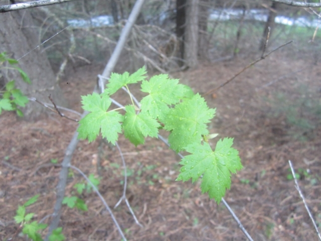 Acer glabrum (Rocky Mountain Maple)