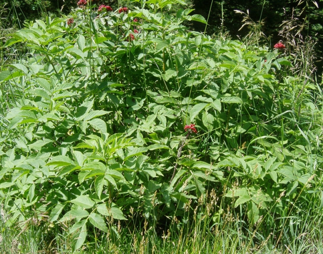 Sambucus pubens (Elderberry, Red Elderberry)