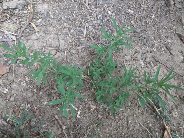 Bassia scoparia (Kochia, Ragweed, Fireweed)