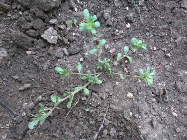 Portulaca oleracea (Purslane)