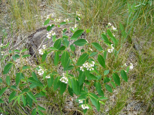 Apocynum androsaemifolium (Spreading Dogbane)