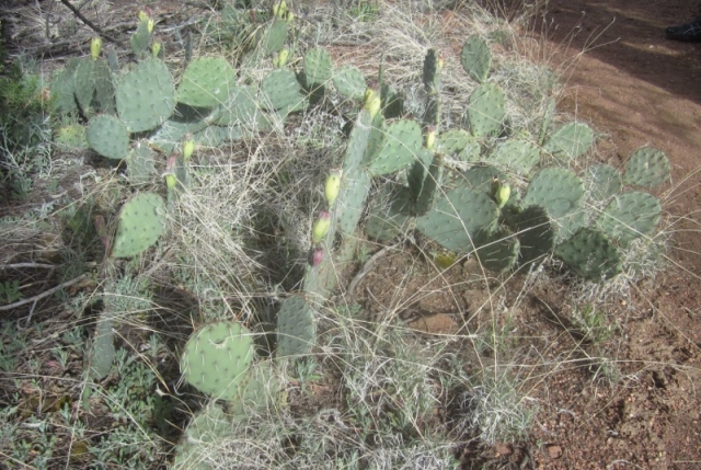 Opuntia phaeacantha (Prickly Pear)