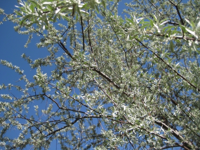 Elaeagnus angustifolia (Russian Olive)