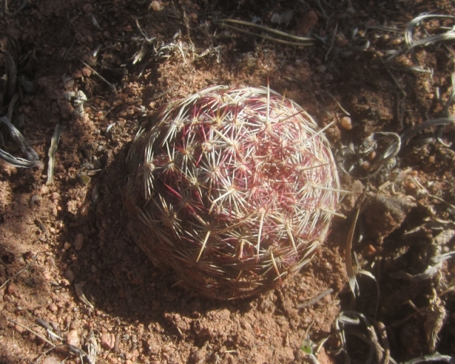 Escobaria vivipara (Beehive Cactus, Spiny Star Cactus)