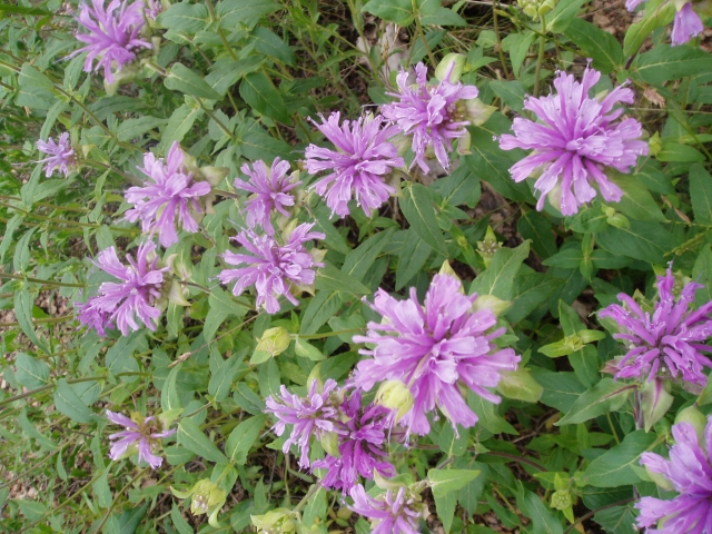 Monarda fistulosa (Bergamot, Oregano de la Sierra)