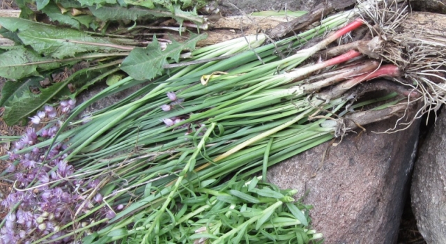 Allium cernuum, Allium geyeri (Wild Onion, Geyer's Onion)