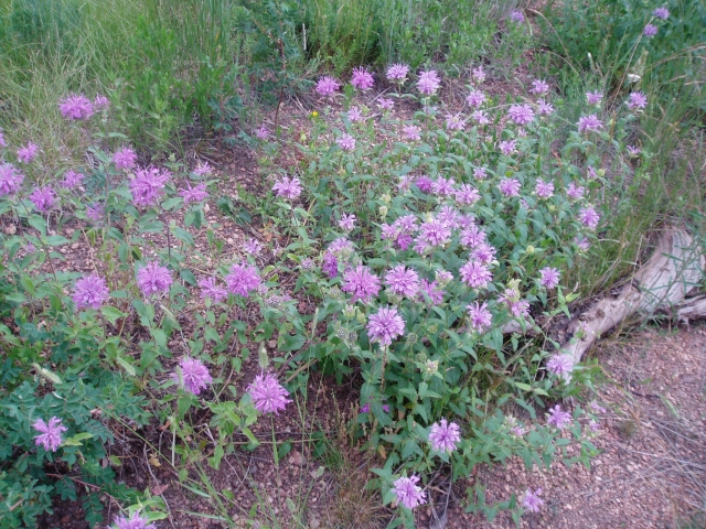 Monarda fistulosa (Bergamot, Oregano de la Sierra)