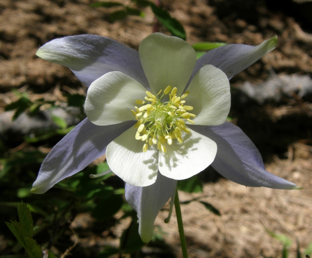 Aquilega Coerulea (Colorado Columbine, Rocky Mountain Columbine)