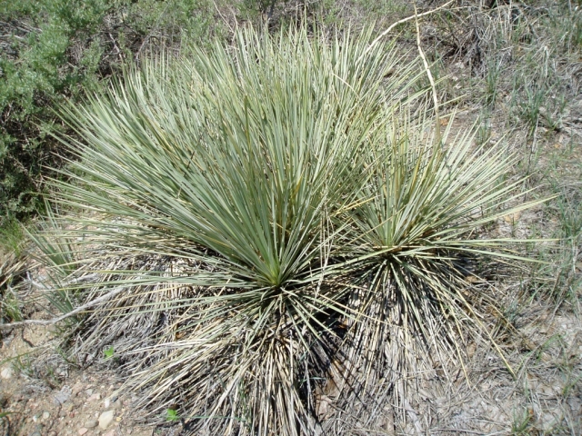 Yucca glauca (Yucca, Narrow leaved Yucca)