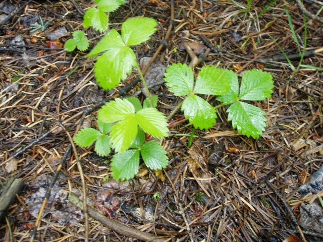 Fragaria vesca (Wood Strawberry)