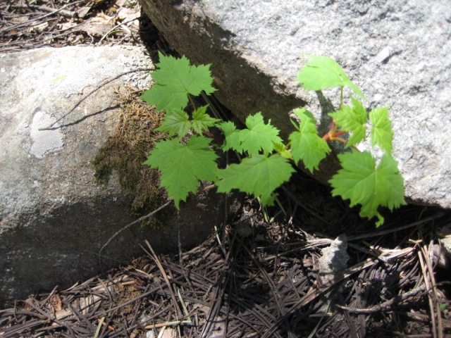 Acer glabrum (Rocky Mountain Maple)