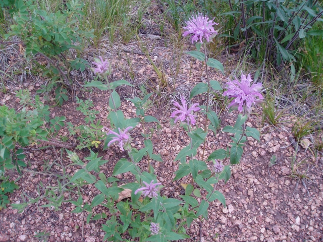 Monarda fistulosa (Bergamot, Oregano de la Sierra)