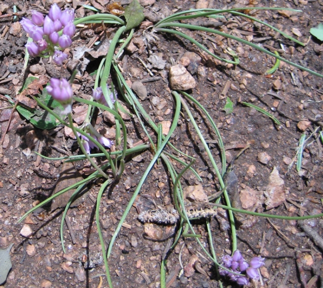 Allium cernuum, Allium geyeri (Wild Onion, Geyer's Onion)