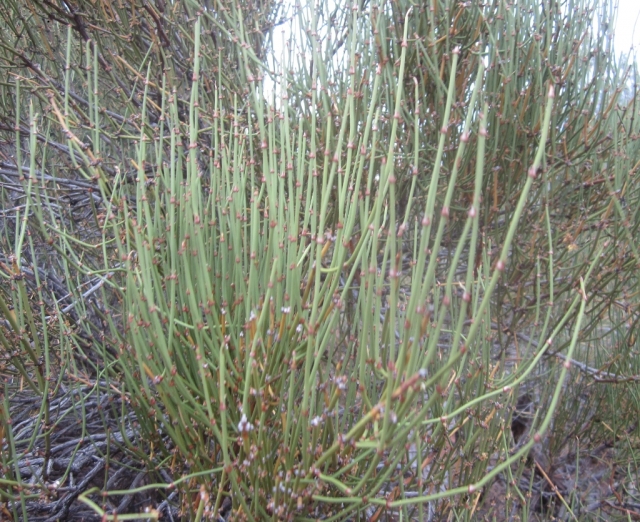Ephedra viridis (Mormon Tea)