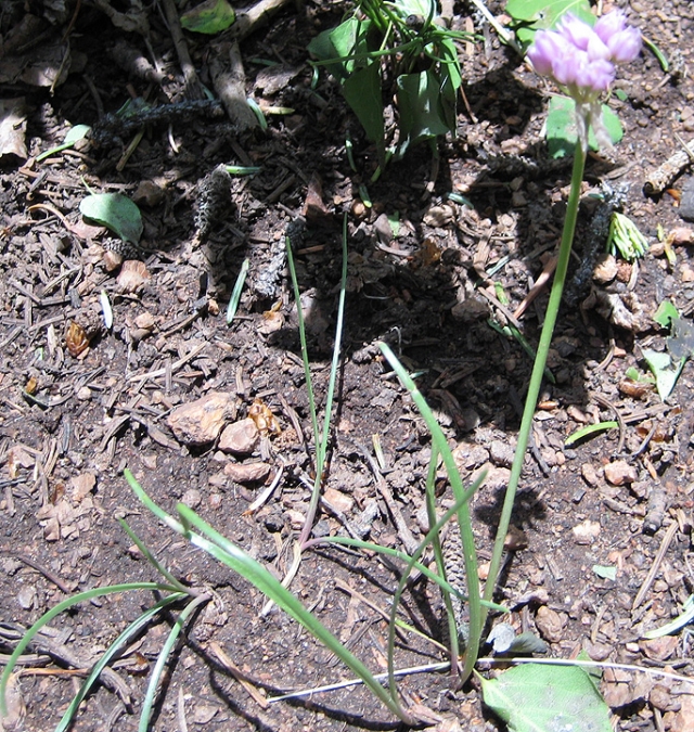 Allium cernuum, Allium geyeri (Wild Onion, Geyer's Onion)