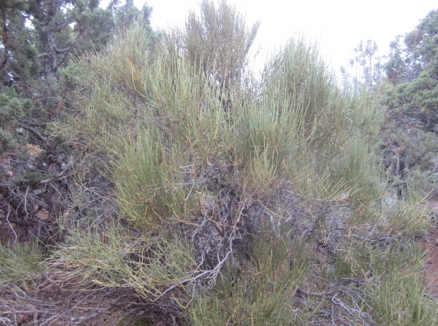 Ephedra viridis (Mormon Tea)