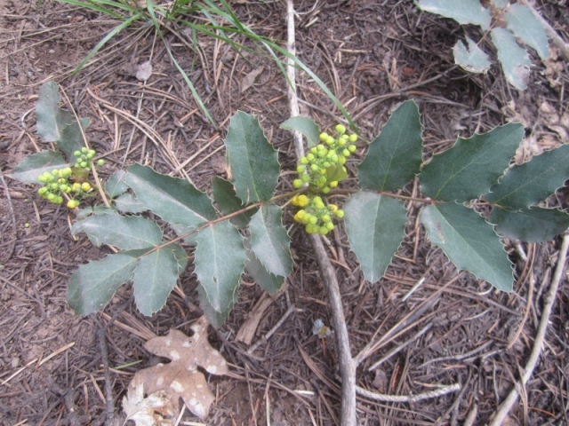 Mahonia repens (Oregon Grape, Holly Grape)