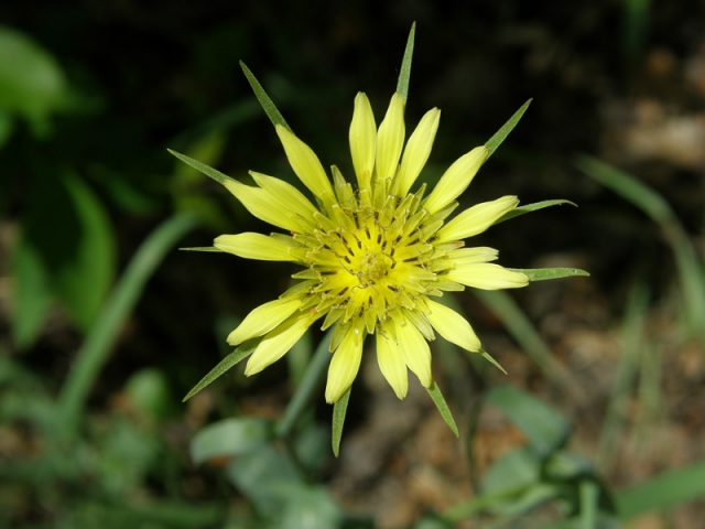 Tragopogon dubius (Yellow Salsify, Goat's Beard)