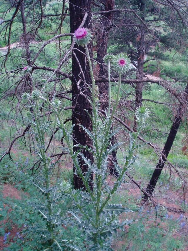 Cirsium arvense (Thistle, Creeping thistle, Canada thistle)