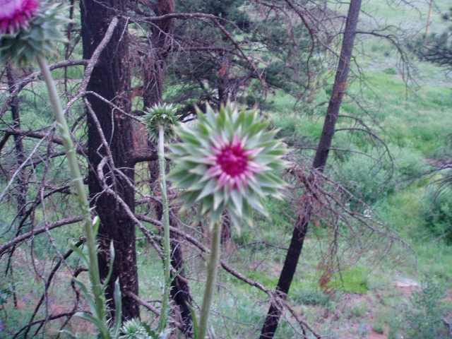 Cirsium arvense (Thistle, Creeping thistle, Canada thistle)