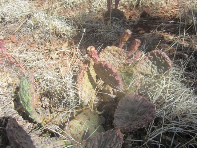 Opuntia phaeacantha (Prickly Pear)